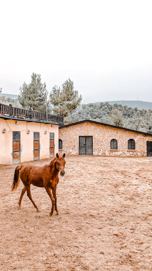 Foto stok gratis binatang, kuda jantan, pedesaan