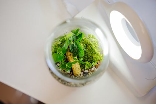 Ecosystem in Glass Jar