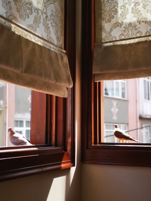 Pigeons on a Windowsill in Sunlight 