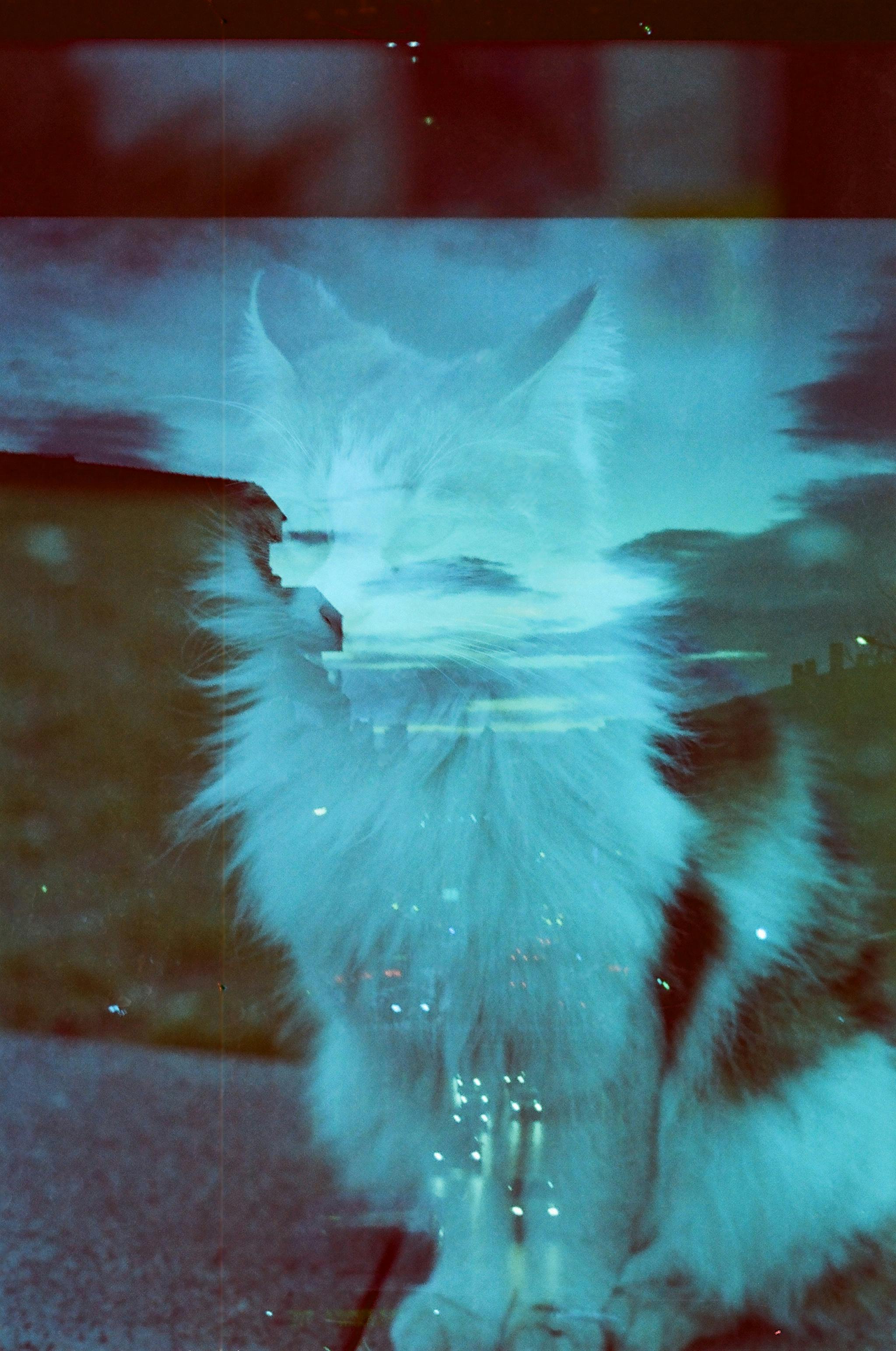 Artistic double exposure photo of a cat merged with a serene sky, creating a dreamy visual effect.