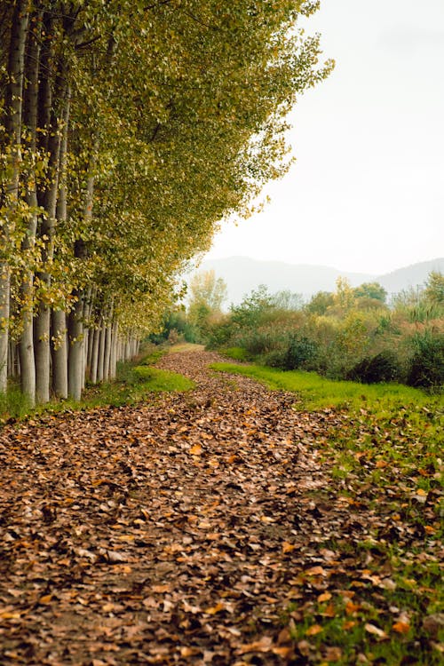 A Pathway Covered with Autumnal Leaves