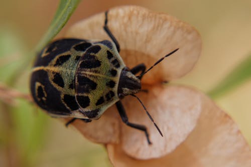 Foto profissional grátis de atraente, bug de escudo, erro