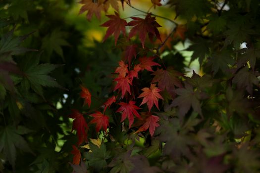 Beautiful red maple leaves amidst green foliage in a Portuguese forest during fall.