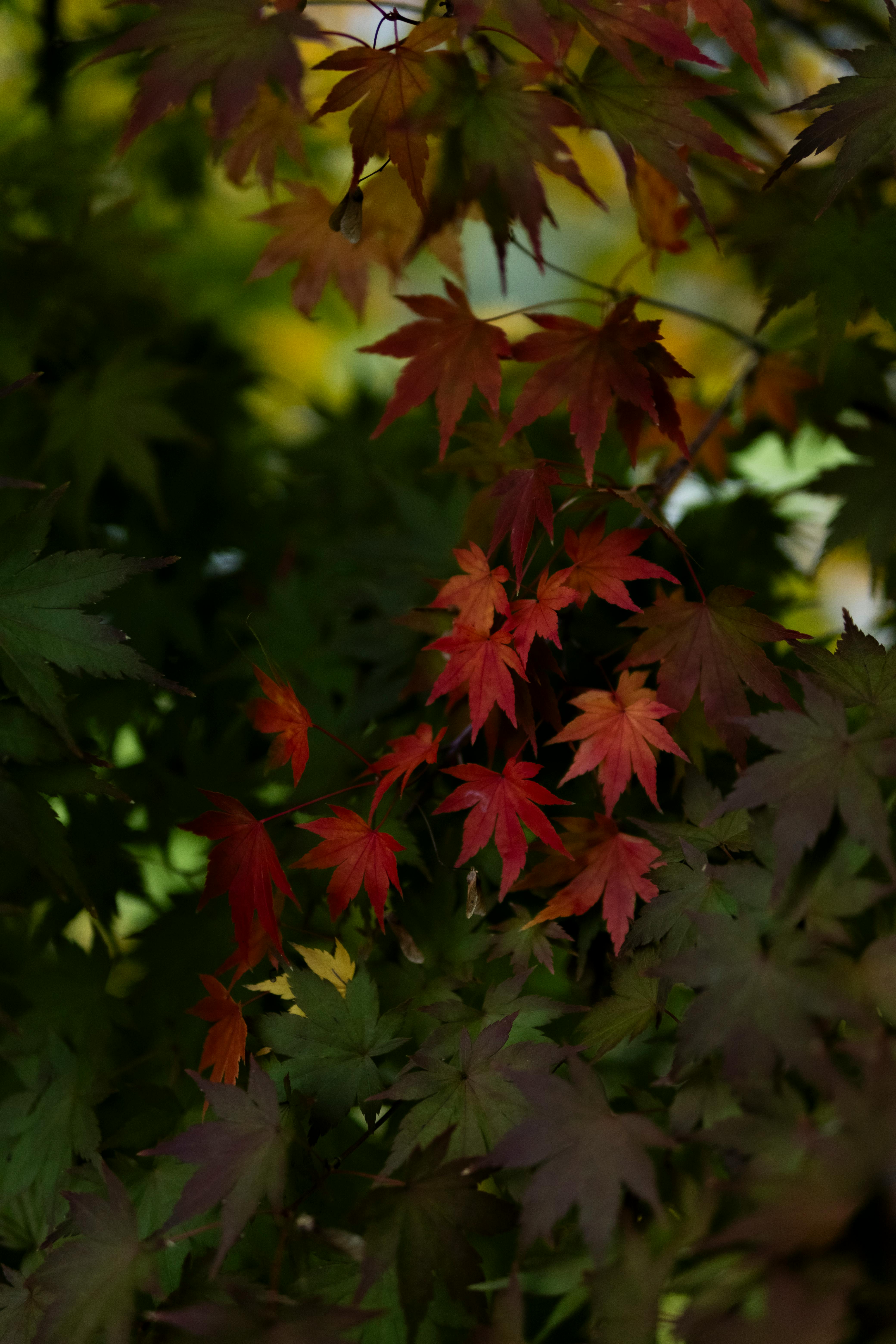 Close-up of colorful maple leaves in autumn in Ponte da Barca, Portugal.