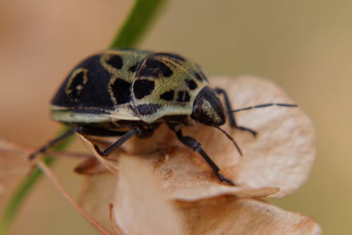 Foto profissional grátis de bug de escudo, erro, macro