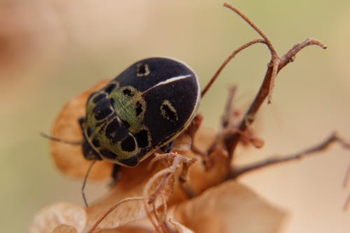 Foto profissional grátis de bug de escudo, erro, macro