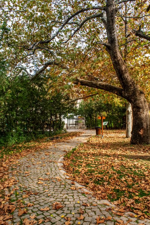 Free Charming cobblestone path lined with autumn leaves in Ankara, Türkiye. Perfect fall scenery. Stock Photo