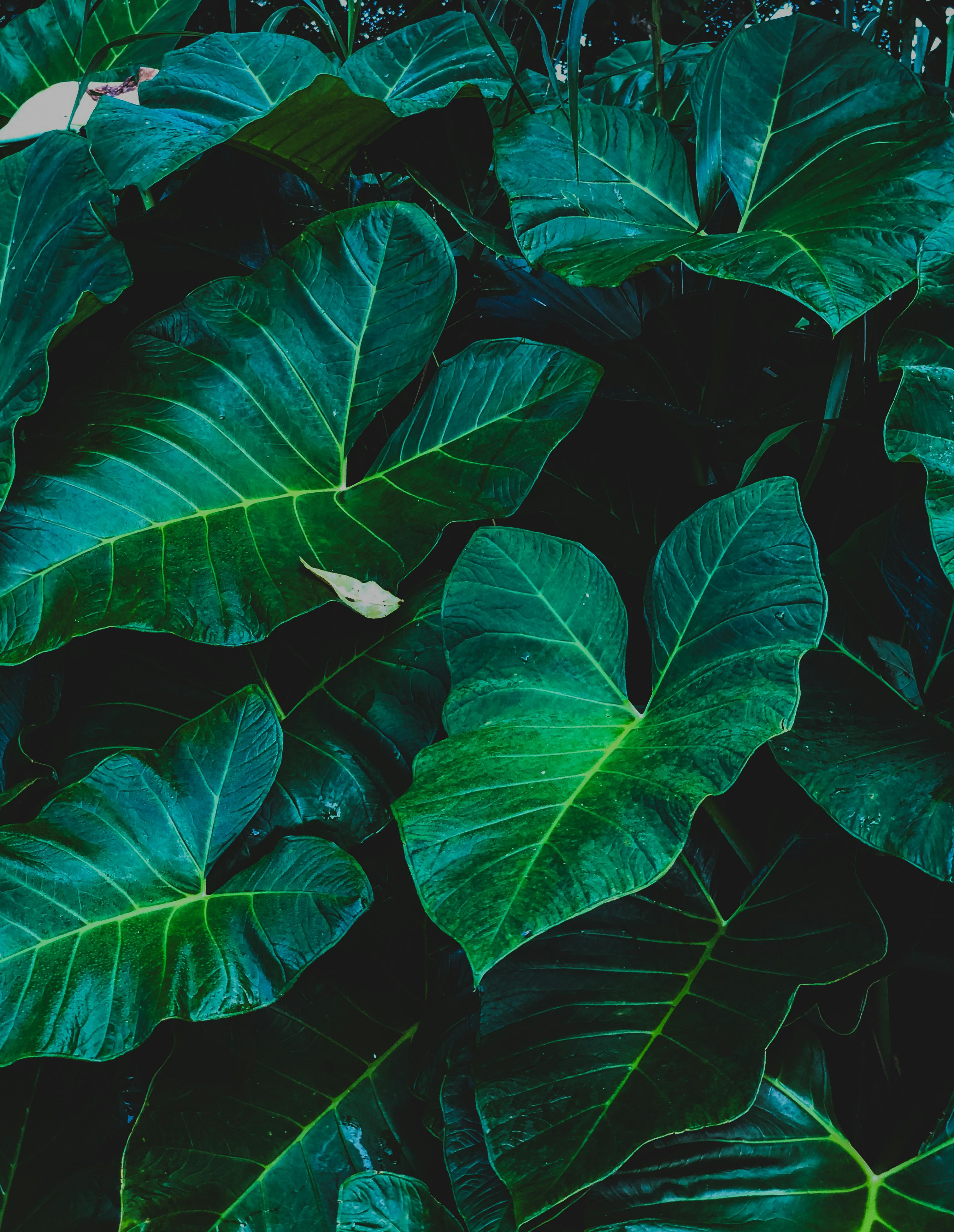 Listy stromu Mitragyna speciosa — kratom