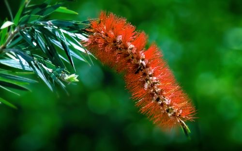 Free Close-up of a vibrant red bottlebrush flower with lush green background, showcasing nature's beauty. Stock Photo