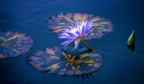 Fotos de stock gratuitas de agua, corriente, flor