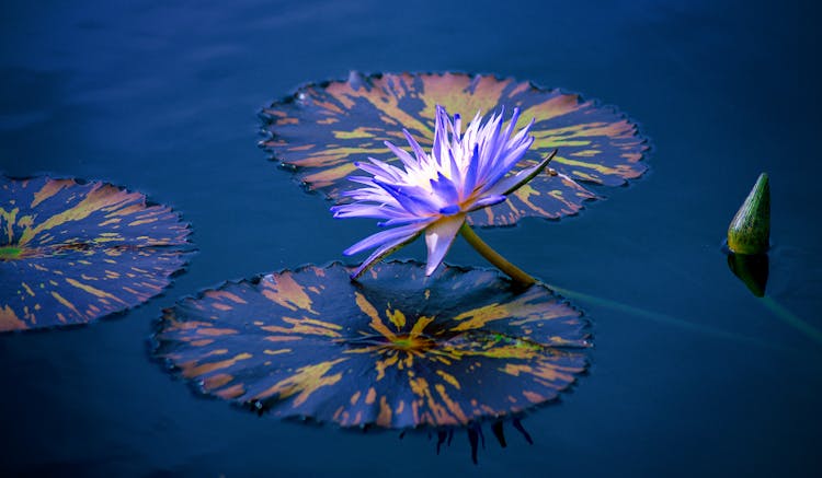 Water Lily In A Stream