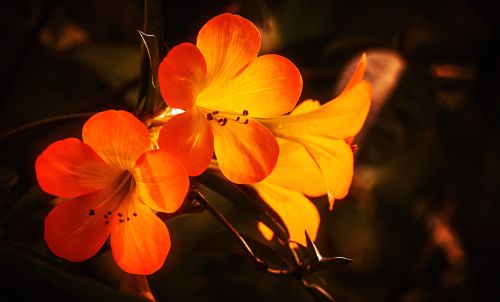 Free Vibrant orange flowers captured in the warm glow of sunlight, showcasing nature's beauty. Stock Photo