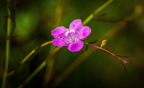 Free Detailed shot of a delicate pink wildflower against a blurred green background, showcasing natural beauty. Stock Photo