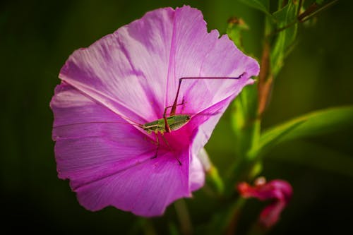 Fotobanka s bezplatnými fotkami na tému divočina, hmyz, kvet