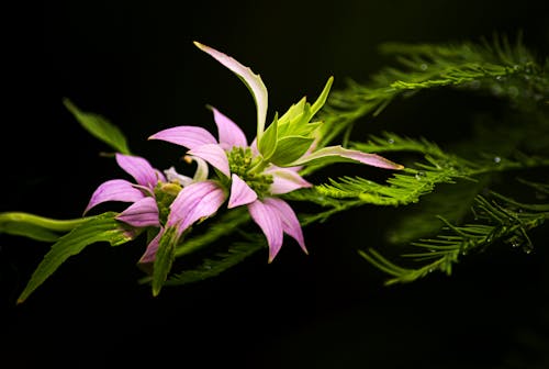 Close-up of a Pink Spotted Beebalm Flower