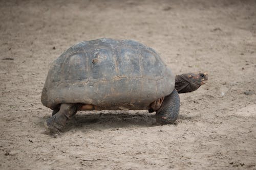 Kostenloses Stock Foto zu langsam, reptil, sand