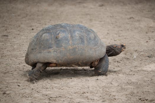 A large tortoise walking slowly across a sandy beach, showcasing its rugged shell.