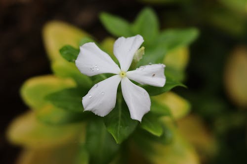 Delicate Blooming Flower