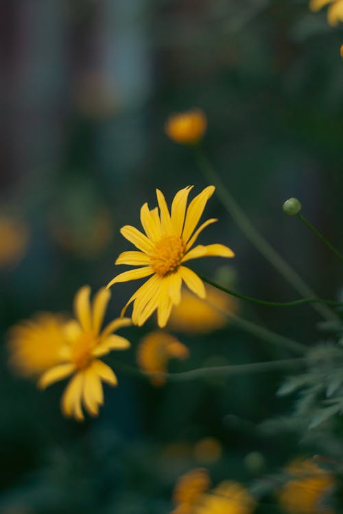 Yellow Arnica Flower