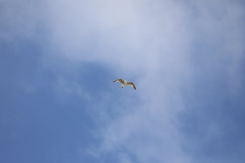 Fotos de stock gratuitas de cielos azules, pájaro volando