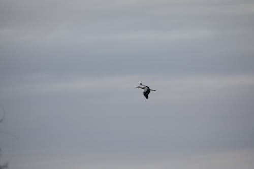 Fotos de stock gratuitas de cigüeña, pájaro volando