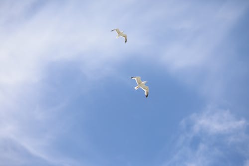Fotos de stock gratuitas de cielo azul, pájaro volando