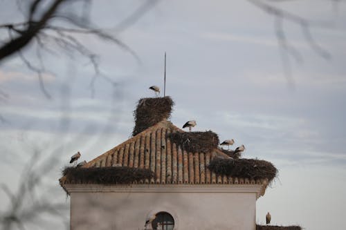 Fotos de stock gratuitas de cigüeña, nido