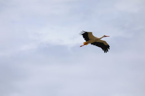 Fotos de stock gratuitas de cigüeña, pájaro volando