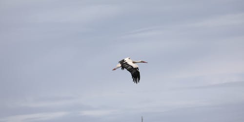 Fotos de stock gratuitas de cigüeña, pájaro volando