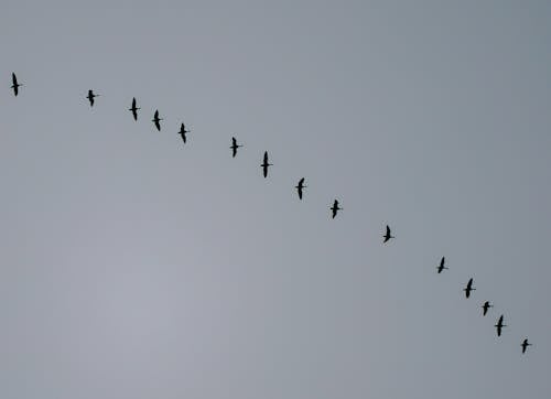 Flock of Birds in the Sky 