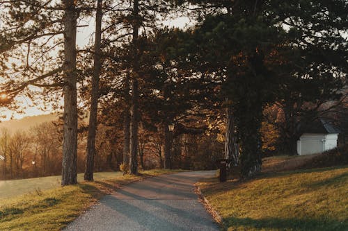 Road in Forest at Sunset