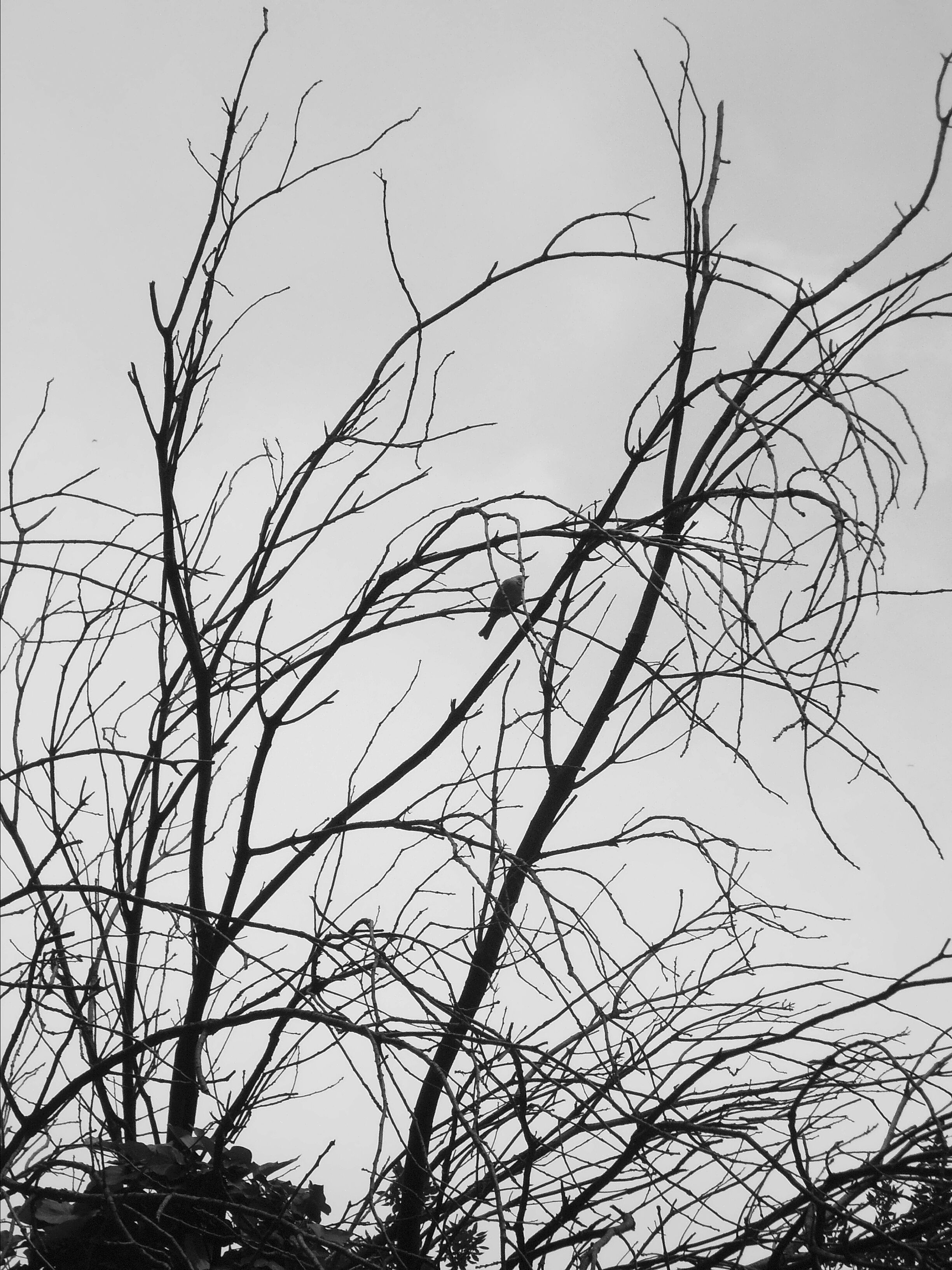 Empty Branches of a Tree in Black and White · Free Stock Photo