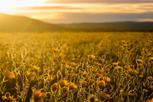 Free Meadow of Sunflowers Stock Photo