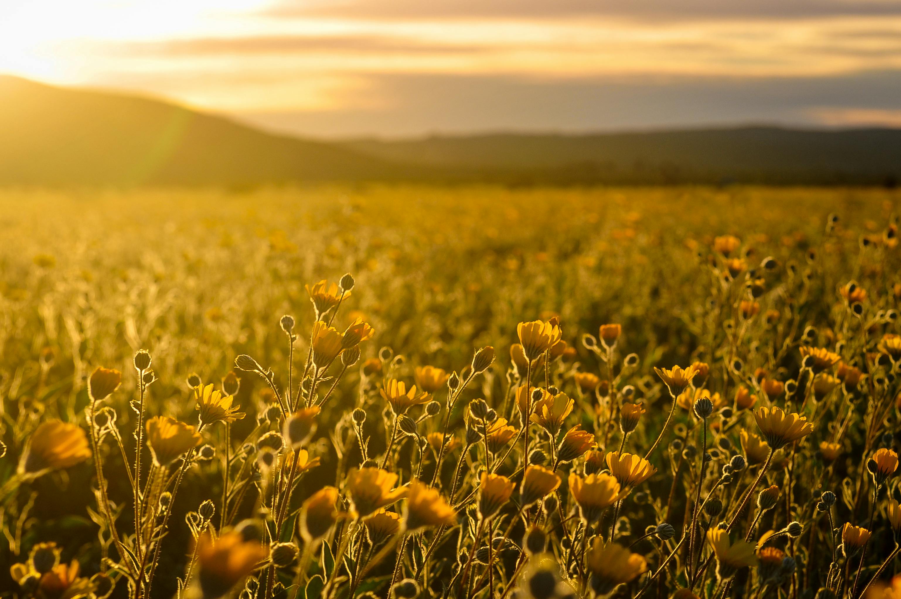 Foto De Stock Gratuita Sobre Amanecer Campo Campo De Girasoles 