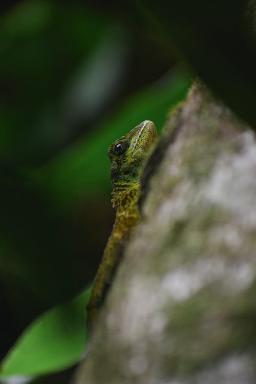 Close-up of a Lizard on a Rock 