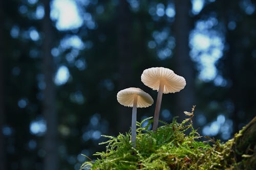 Tiny Mushrooms Growing on Moss