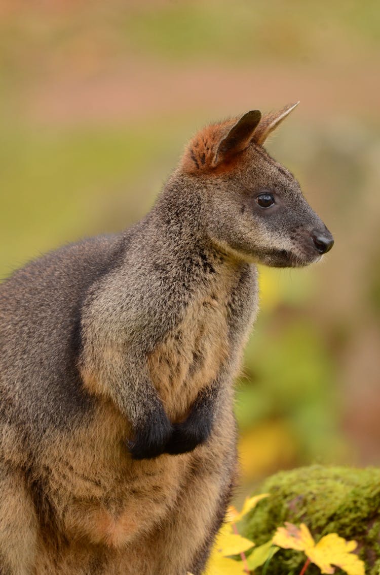 Portrait Of Kangaroo Joey