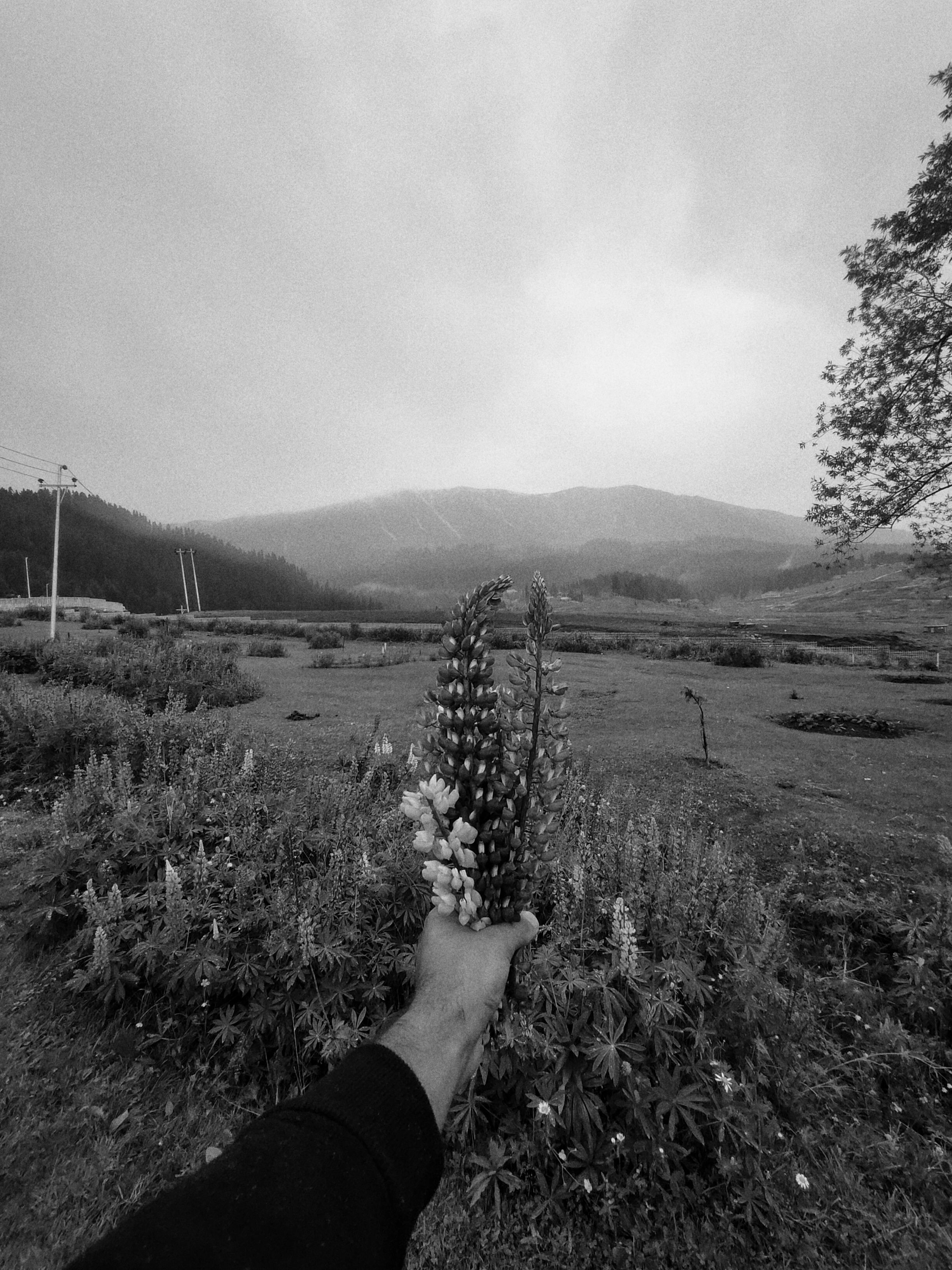 A hand holding lupine flowers in Gulmarg's scenic mountainous landscape.