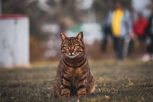 Free A beautiful tabby cat sitting on a grassy field during fall, exuding confidence and elegance. Stock Photo