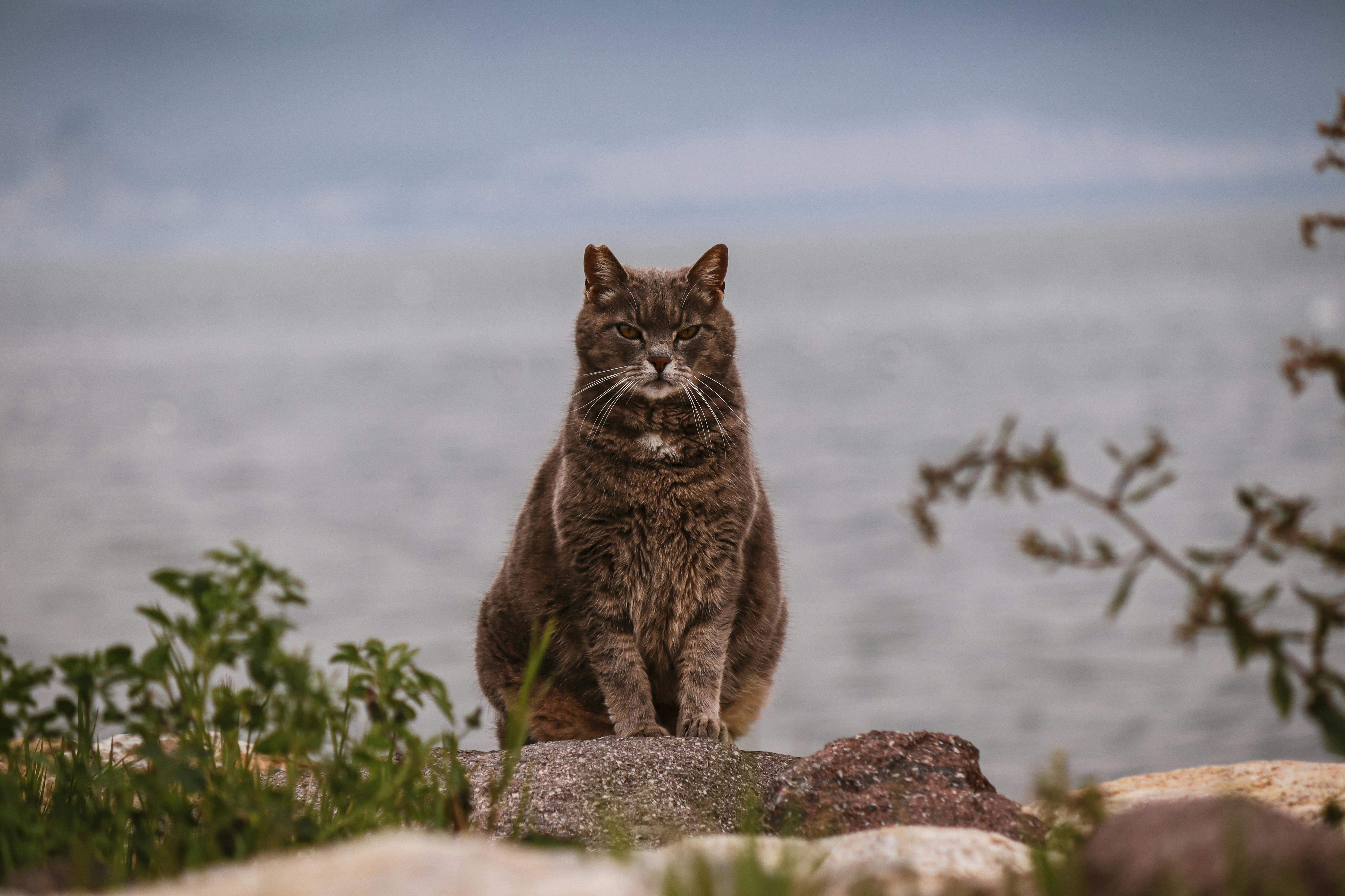 Cat monitoring app with live video feed and activity tracker