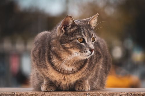 Free A fluffy tabby cat with golden eyes resting on a stone surface outdoors in natural light. Stock Photo