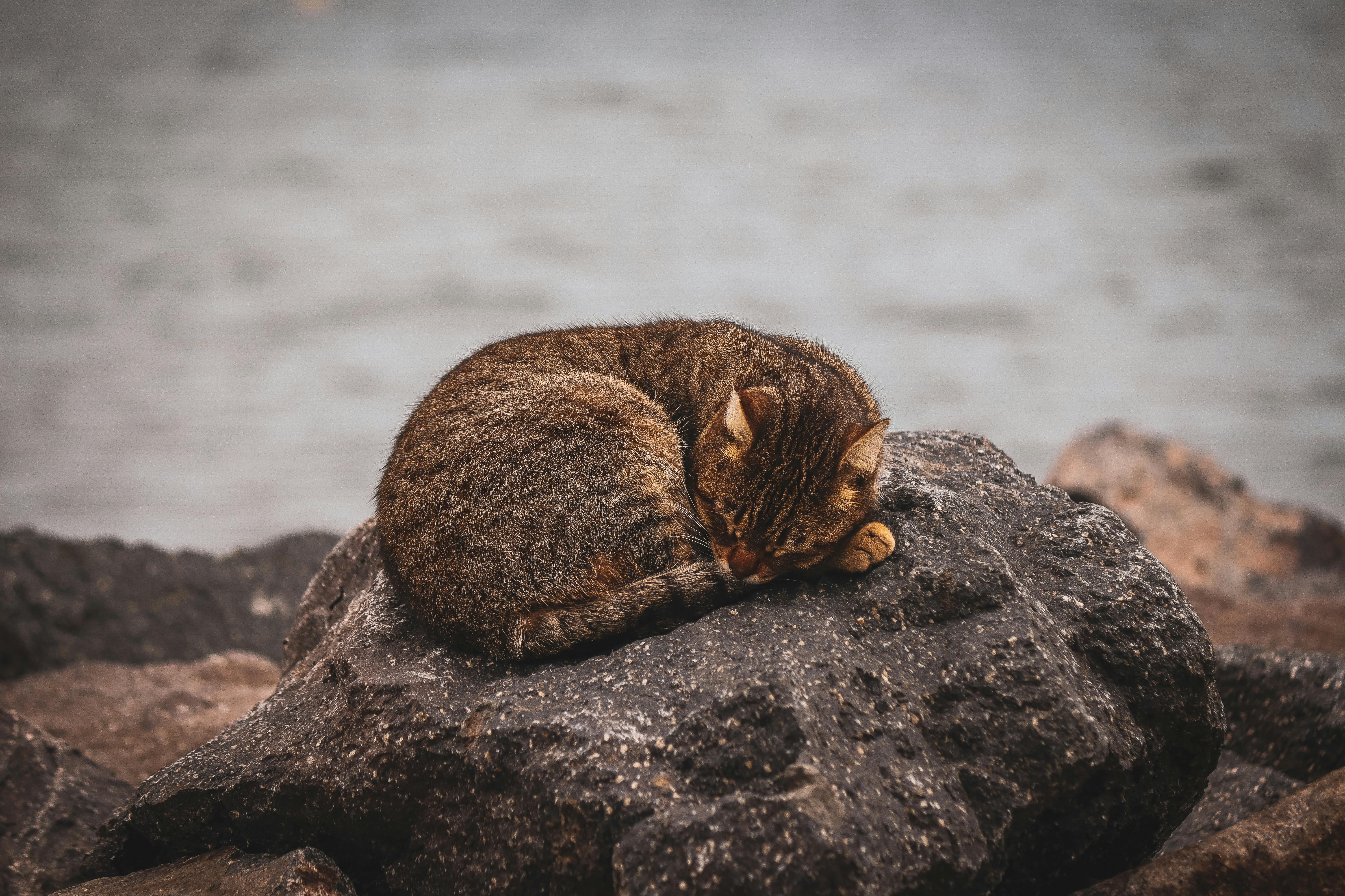 cats of izmir