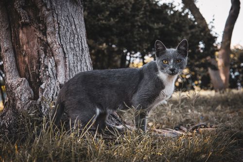 Free A grey tabby cat stands alert by a tree in a natural outdoor setting. Stock Photo