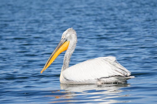 A pelican swimming in the water with a long beak