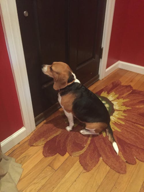 Free stock photo of beagle dog Stock Photo