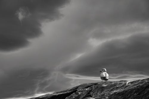 動物攝影, 壁紙, 多雲的 的 免費圖庫相片