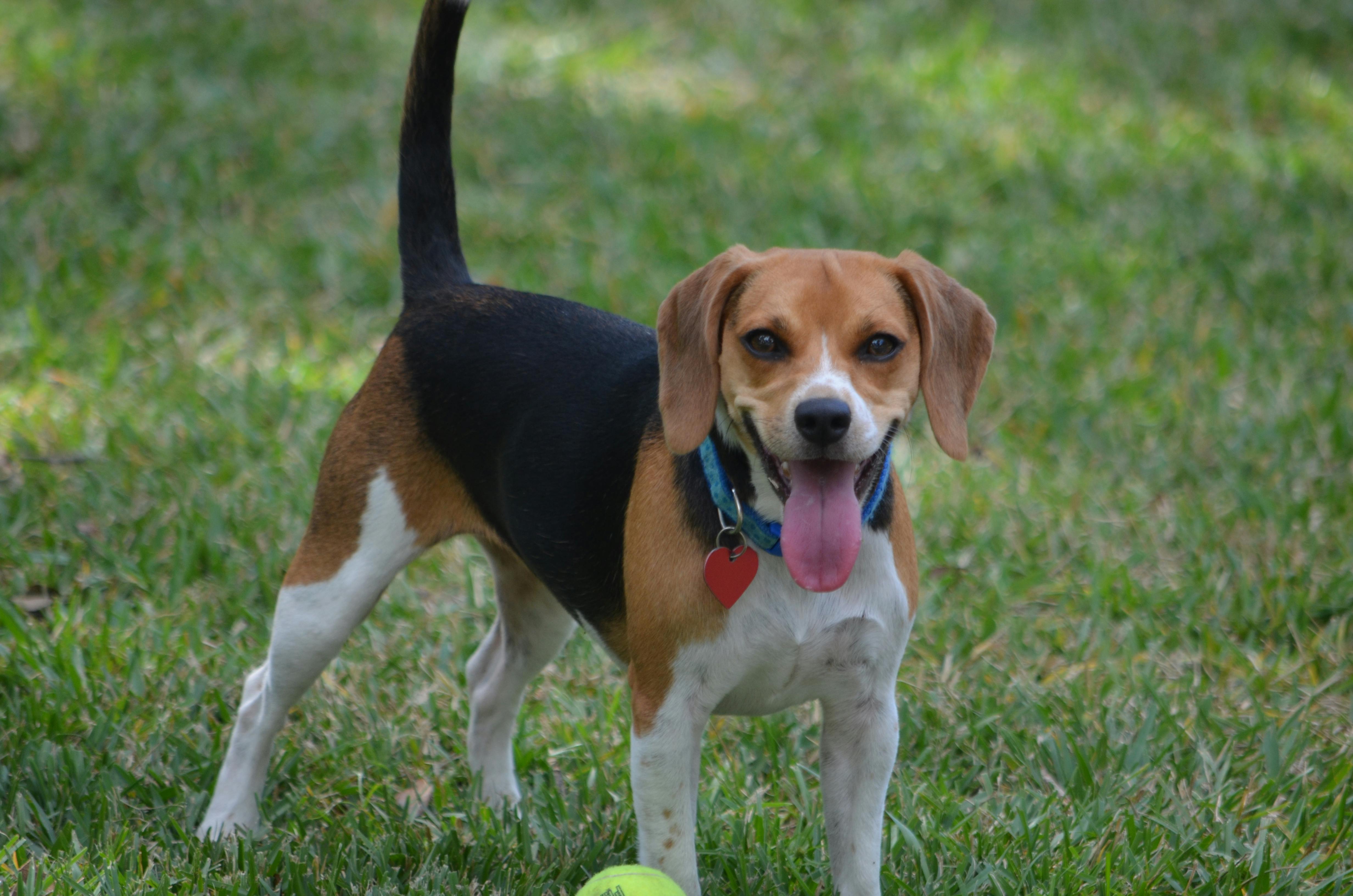 Free stock photo of Beagle dog