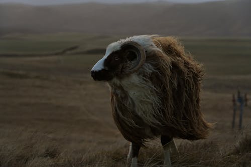 Immagine gratuita di agricoltura, animale, azienda agricola