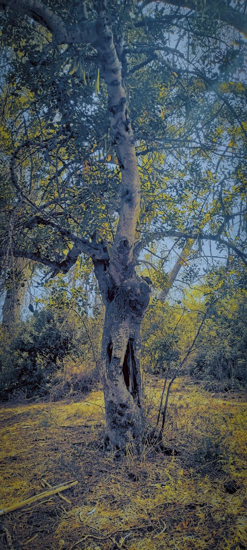 Free stock photo of nature, tree