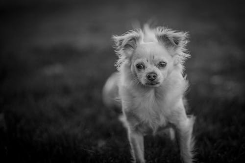 Black and White Photo of a Small Domestic Dog 